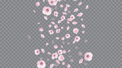 Spring Flowers. Pink on Transparent. Realistic Flying Petals For Banner Design. Modern Closeup For Concept Design.