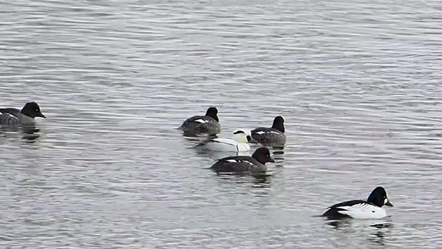 The smew (Mergellus albellus) is a species of duck, and is the only living member of the genus Mergellus. Male smew (Mergellus albellus) swim among common goldeneye (Bucephala clangula). 