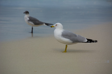 Goéland argenté sur une plage des Caraïbes