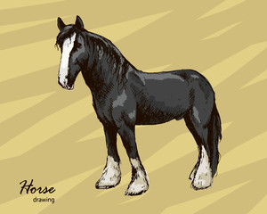 Hand drawn male farm horse graphic vector sketch - 328712531