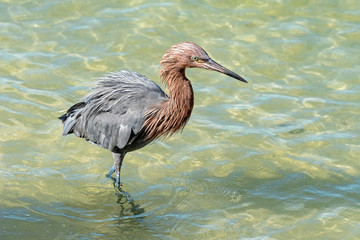 Reddish Egret