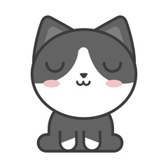 cute cat on white background, feline domestic