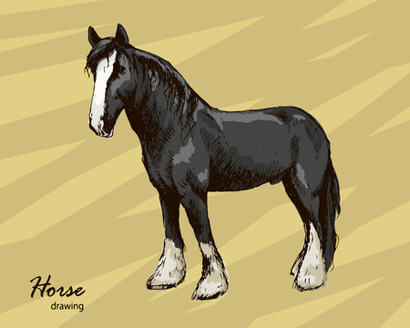 Hand drawn male farm horse graphic vector sketch