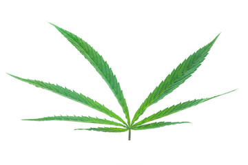Green leaf marijuana on isolated white. Herb object