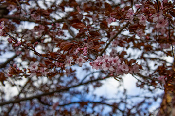 flores rosas en un arbol