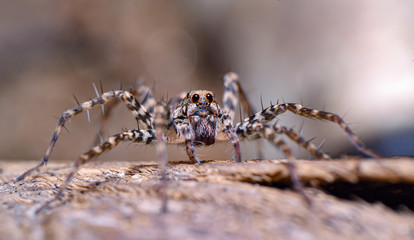 reverse macro photography
