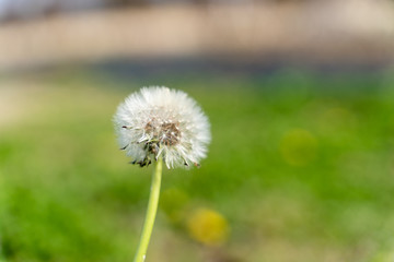 タンポポ
