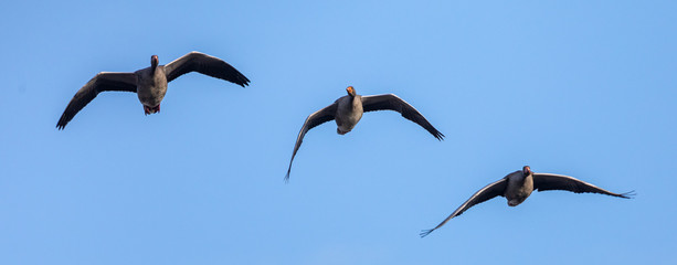 Greylag Geese in flight