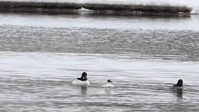 The smew (Mergellus albellus) is a species of duck, and is the only living member of the genus Mergellus. Male smew (Mergellus albellus) swim among common goldeneye (Bucephala clangula). 