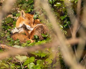 Red Fox