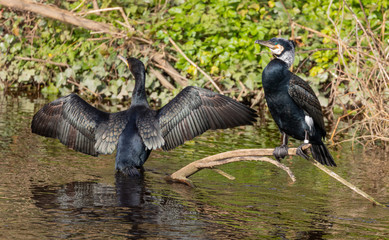River Cormorants