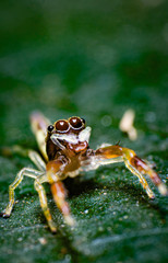 reverse macro photography