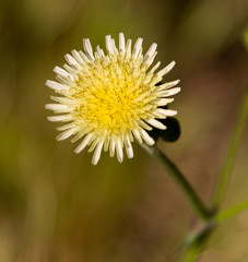 Obraz premium A Spring flower in the desert.