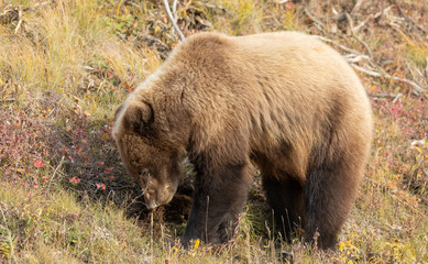 Grizzly Bear in Denali National Park Alaska in Autumn