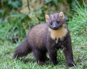Pine Marten