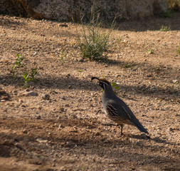 Gamble quail