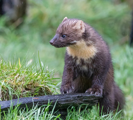 Pine Marten