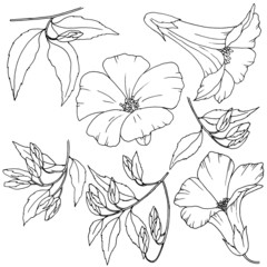 Set of design elements in black and white, flowers and branches with leaves, isolate