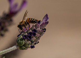 Spring time honeybee