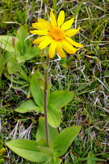 Berg- Wohlverleih, Arnica montana