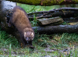 Pine Marten