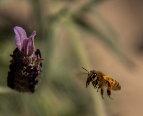 Spring time honeybee
