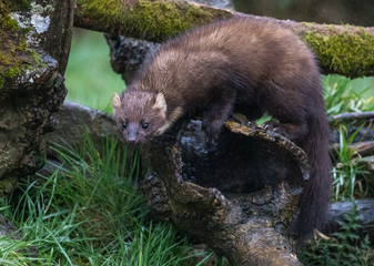 Pine Marten