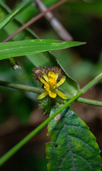 reverse macro photography