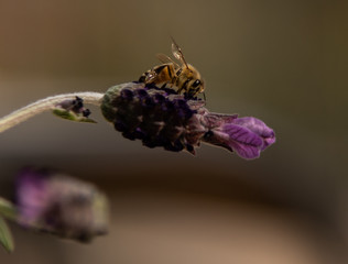 Spring time honeybee