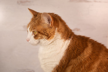 Close top profile of ginger and white domestic house cat studio portrait 