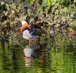 Mandarin Duck (male)