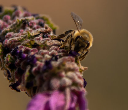 Spring Time Honeybee