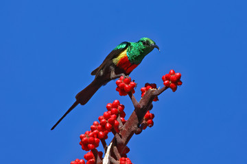 Elfennektarvogel © Willy