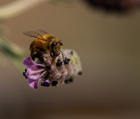 Spring Honeybees