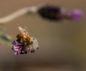 Spring Honeybees