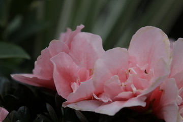 Close up Pink Wild Rose in Summer