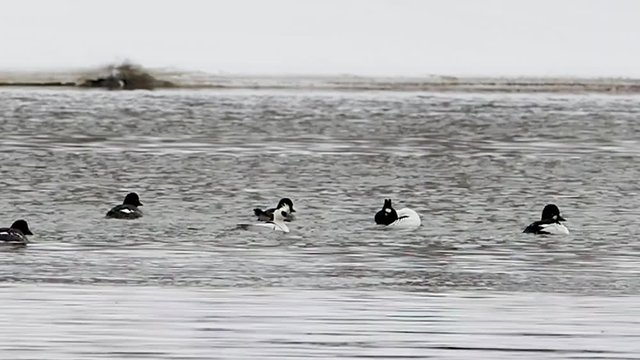 The smew (Mergellus albellus) is a species of duck, and is the only living member of the genus Mergellus. Male smew (Mergellus albellus) swim among common goldeneye (Bucephala clangula). 