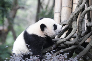 Little Curious Baby Panda is Exploring the Playground, Chengdu, China