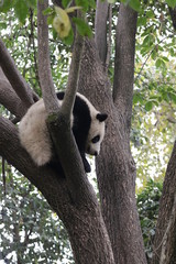 Playful Panda on the Tree, Chengdu, China