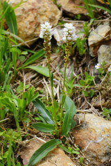 Knöllchen- Knöterich, Polygonum viviparum