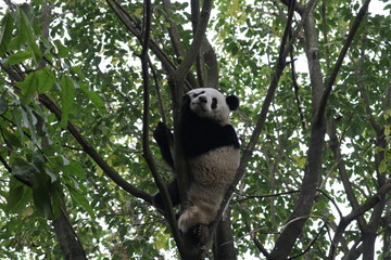 Playful Panda on the Tree, Chengdu, China