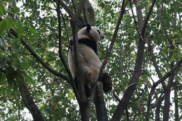 Playful Panda on the Tree, Chengdu, China