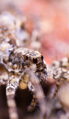 reverse macro photography