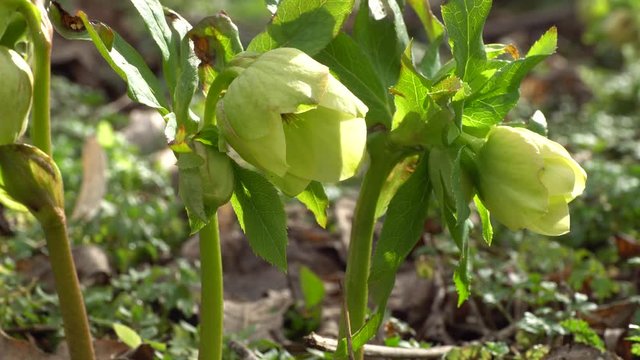 February blooming helleborus caucasicus hellebore flowers in a forest in the foothills of the North Caucasus