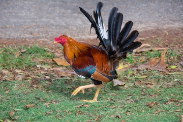 Jolie coq en liberté à Cuba