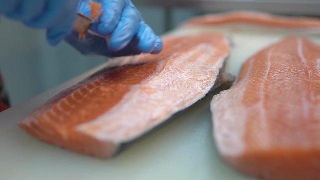 Scene of the man wearing blue glove use tweezers working on removing salmon fishbone, One of process preparation before slide salmon meat to be sashimi or steak and serve on the dish.
