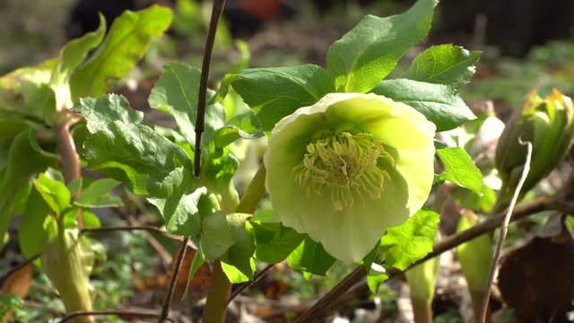 February primrose Helleborus caucasicus hellebore with young green flowers in a forest in the foothills of the North Caucasus