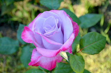  unusual purple-violet rose in the garden