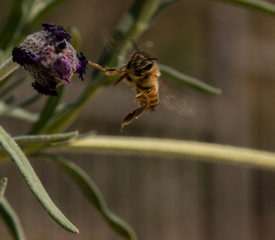 Spring Honeybees