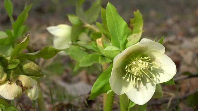 Spring young flower primrose Helleborus caucasicus growing in a forest in the foothills of the North Caucasus